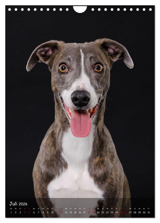 Produktbild: Whippets im Portrait (Wandkalender 2026 DIN A4 hoch), CALVENDO Monatskalender