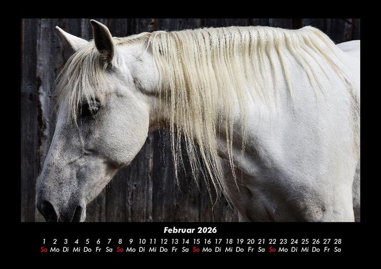 Produktbild: Pferdegefl&uuml;ster 2026 Fotokalender DIN A3