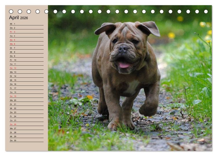 Produktbild: Bulldoggen-Kinder (Tischkalender 2026 DIN A5 quer), CALVENDO Monatskalender