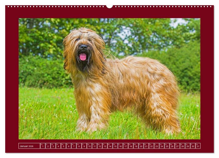 Produktbild: Herz auf vier Pfoten - Briard (Wandkalender 2026 DIN A2 quer), CALVENDO Monatskalender