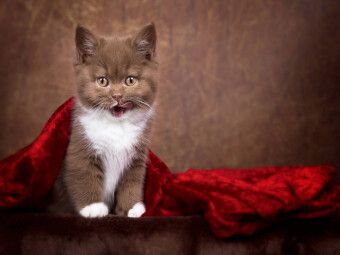 Produktbild: CALVENDO Puzzle Ein Motiv aus dem Kalender Kittens - Britisch Kurzhaar Katzenkinder | 1000 Teile Lege-Gr&ouml;&szlig;e 64x48cm Foto-Puzzle f&uuml;r gl&uuml;ckliche Stunden