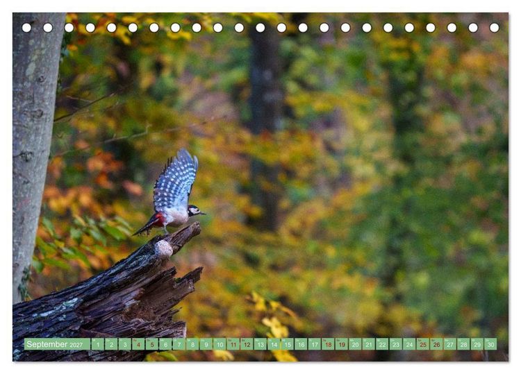 Produktbild: Buntspechte im Flug (Tischkalender 2027 DIN A5 quer), CALVENDO Monatskalender