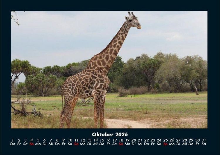 Produktbild: Giraffen 2026 Fotokalender DIN A4