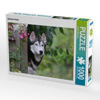 Produktbild: CALVENDO Puzzle Siberian Husky 1000 Teile Lege-Gr&ouml;&szlig;e 64 x 48 cm Foto-Puzzle Bild von Barbara Mielewczyk