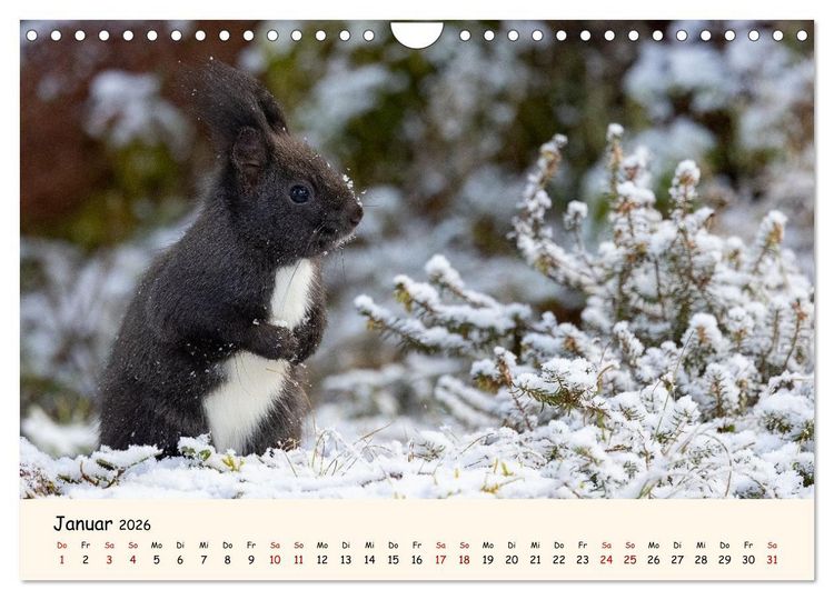 Produktbild: Oachkatzl (Wandkalender 2026 DIN A4 quer), CALVENDO Monatskalender