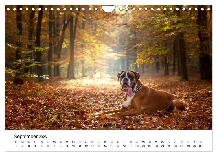 Produktbild: Deutscher Boxer (Wandkalender 2026 DIN A4 quer), CALVENDO Monatskalender