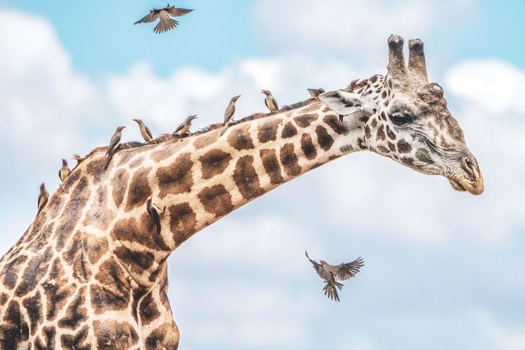 Produktbild: Die Seele Afrikas