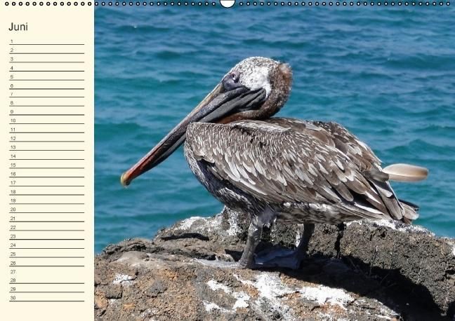 Produktbild: Gal&aacute;pagos Geburtstagskalender (Wandkalender immerw&auml;hrend DIN A2 quer)