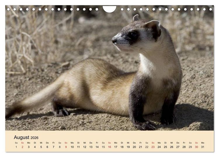 Produktbild: Frettchen und Marder. Frech, witzig, niedlich (Wandkalender 2026 DIN A4 quer), CALVENDO Monatskalender
