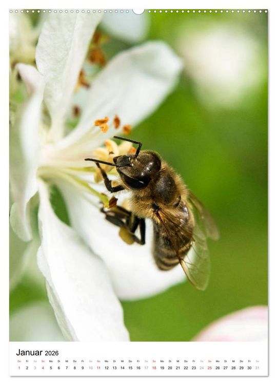 Produktbild: BIENEN - Kleine N&uuml;tzlinge ganz nah (hochwertiger Premium Wandkalender 2026 DIN A2 hoch), Kunstdruck in Hochglanz