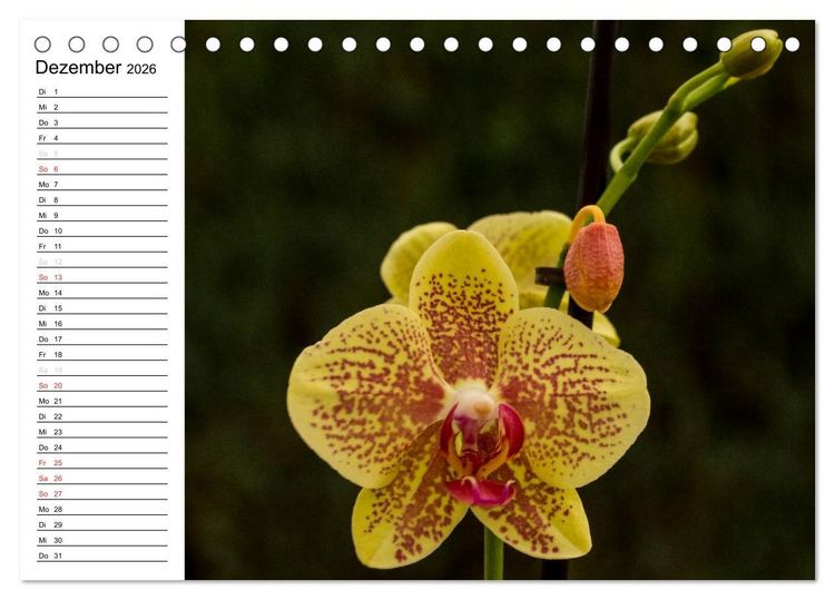 Produktbild: Bl&uuml;tenzauber Orchideen (Tischkalender 2026 DIN A5 quer), CALVENDO Monatskalender