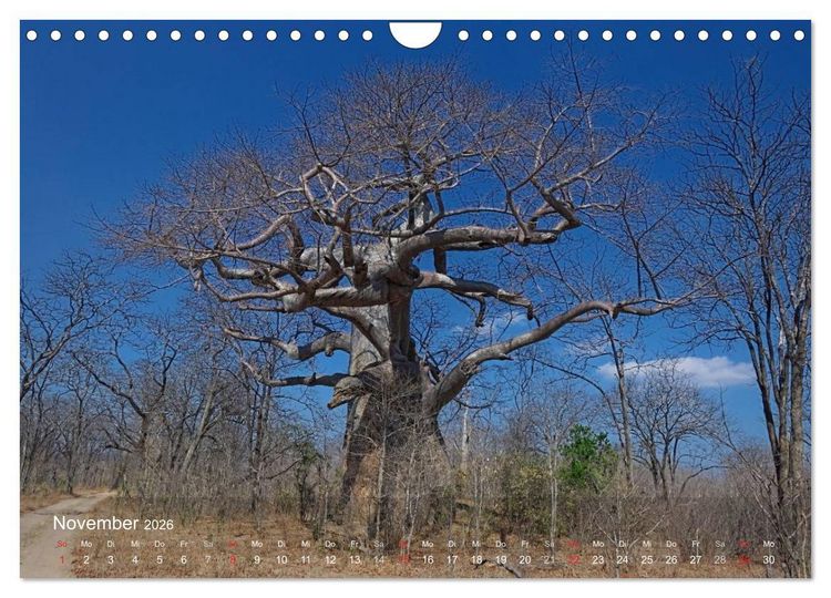 Produktbild: Afrikanische B&auml;ume (Wandkalender 2026 DIN A4 quer), CALVENDO Monatskalender