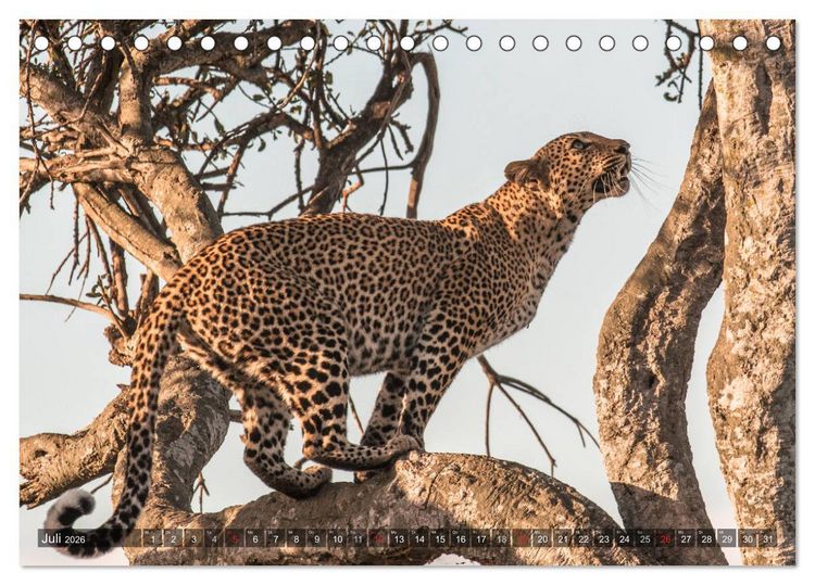 Produktbild: Leoparden - Geheimnisvolle J&auml;ger (Tischkalender 2026 DIN A5 quer), CALVENDO Monatskalender
