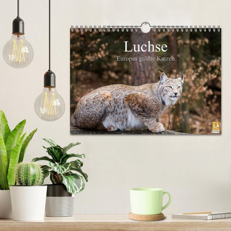 Produktbild: Luchse - Europas gr&ouml;&szlig;te Katzen (Wandkalender 2026 DIN A4 quer), CALVENDO Monatskalender