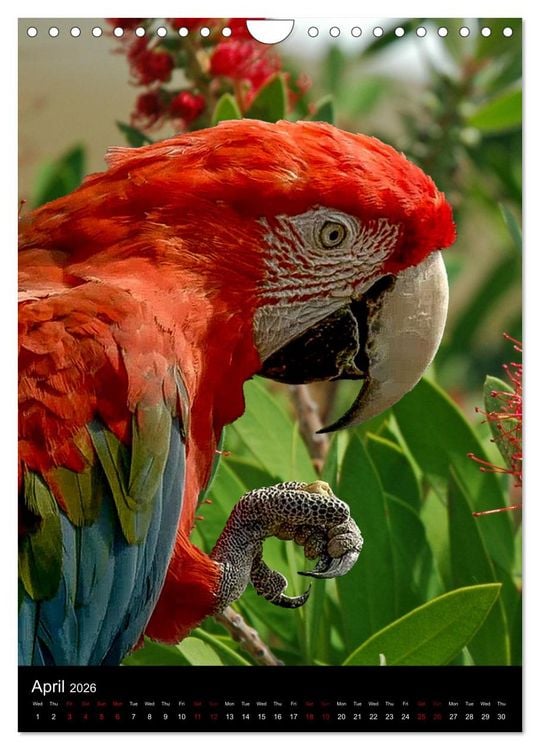 Produktbild: Fascinating parrots from all over the world (Wall Calendar 2026 DIN A4 portrait), CALVENDO 12 Month Wall Calendar