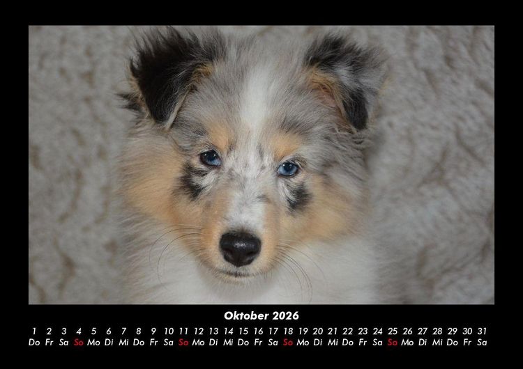 Produktbild: Hunde 2026 Fotokalender DIN A3