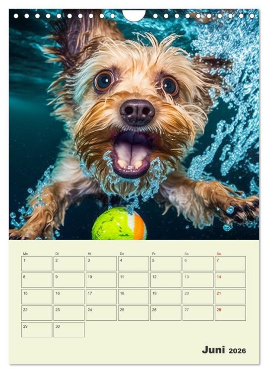 Produktbild: Yorkshire Terrier. Fr&ouml;hliche Energieb&uuml;ndel in Aktion (Wandkalender 2026 DIN A4 hoch), CALVENDO Monatskalender