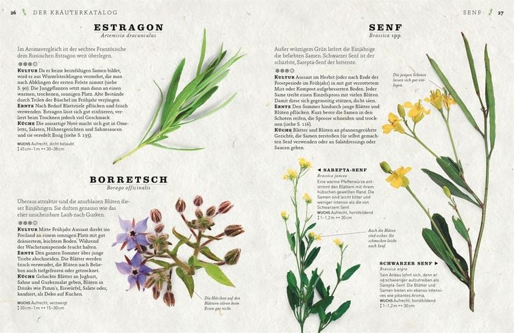 Produktbild: K&uuml;chenkr&auml;uter anbauen und genie&szlig;en