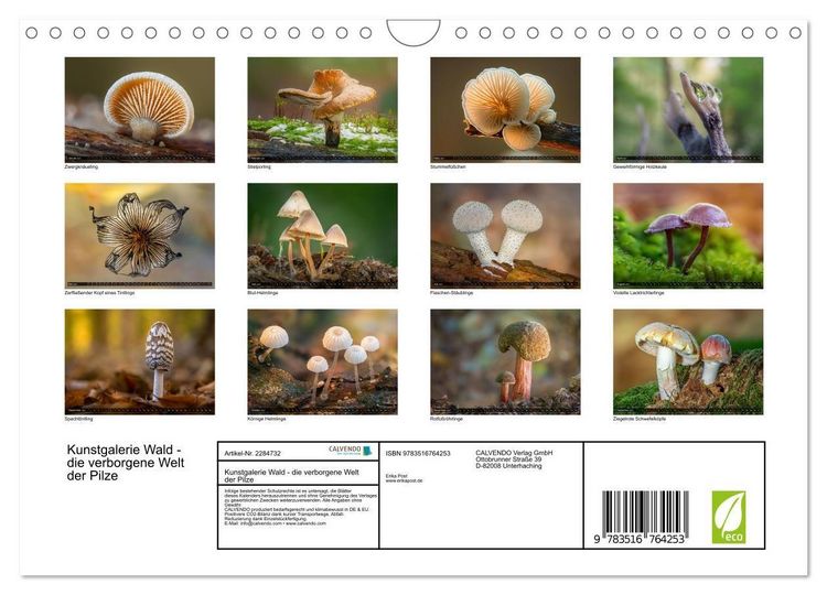 Produktbild: Kunstgalerie Wald - die verborgene Welt der Pilze (Wandkalender 2027 DIN A4 quer), CALVENDO Monatskalender