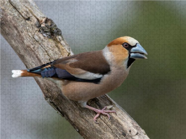 Produktbild: CALVENDO Puzzle Kernbei&szlig;er | 1000 Teile Lege-Gr&ouml;&szlig;e 64x48cm Foto-Puzzle f&uuml;r gl&uuml;ckliche Stunden