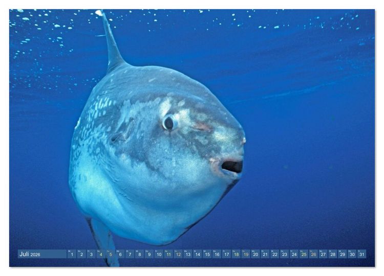 Produktbild: Tiere des Meeres: Faszination Tauchen (hochwertiger Premium Wandkalender 2026 DIN A2 quer), Kunstdruck in Hochglanz