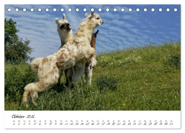 Produktbild: DIE LAMAS VON DER LAHN (Tischkalender 2026 DIN A5 quer), CALVENDO Monatskalender
