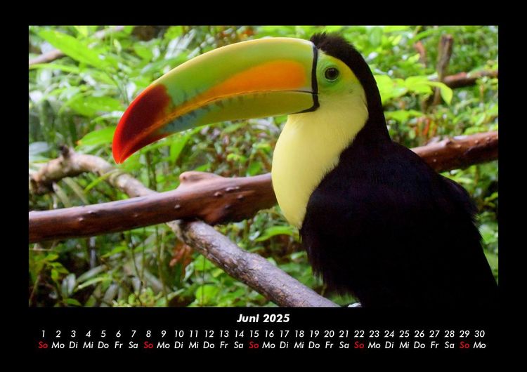 Produktbild: Welt der Tiere 2025 Fotokalender DIN A3