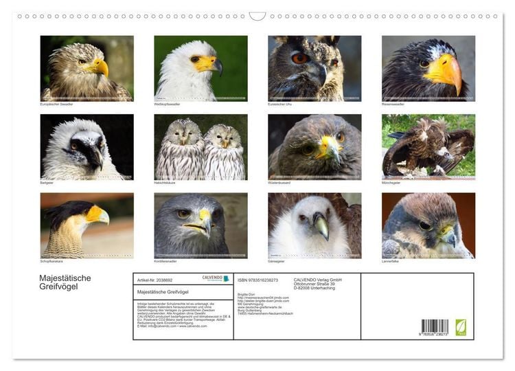 Produktbild: Majest&auml;tische Greifv&ouml;gel (Wandkalender 2026 DIN A2 quer), CALVENDO Monatskalender