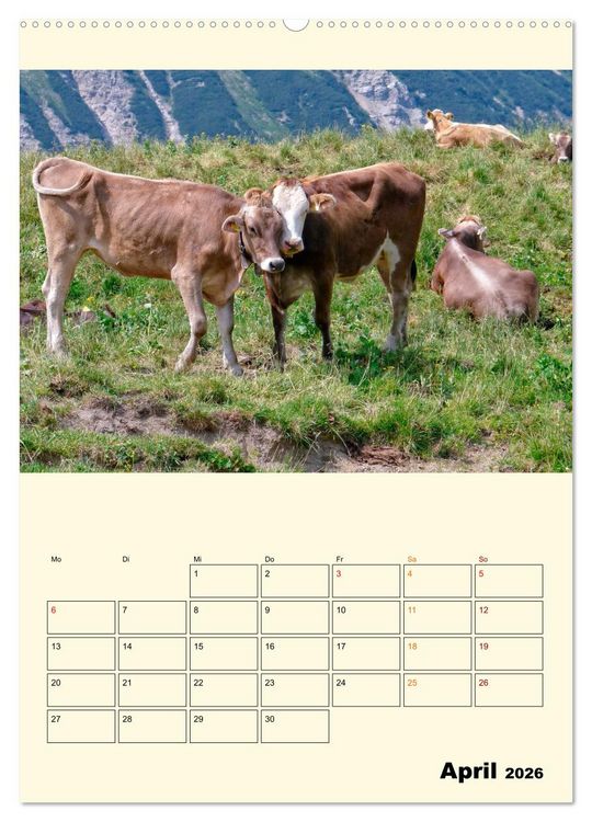 Produktbild: Gl&uuml;ckliche Bergk&uuml;he (hochwertiger Premium Wandkalender 2026 DIN A2 hoch), Kunstdruck in Hochglanz