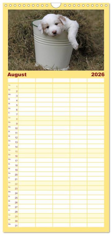 Produktbild: Familienplaner 2026 - Border Collie Welpen mit 5 Spalten (Wandkalender, 21 x 45 cm) CALVENDO