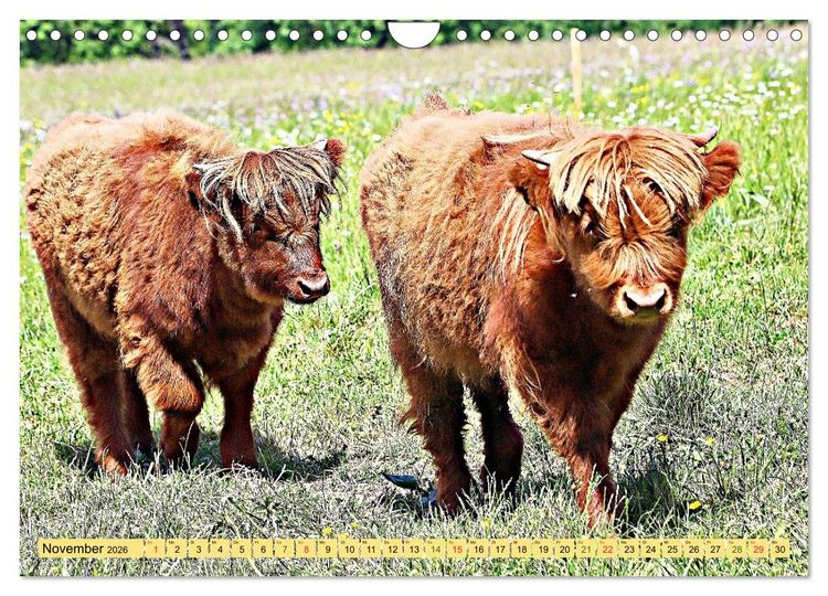 Produktbild: Highland Cattle, die Hochlandrinder aus Pfeffingen (Wandkalender 2026 DIN A4 quer), CALVENDO Monatskalender