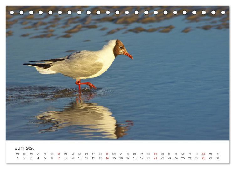 Produktbild: Eiderstedt Impressionen (Tischkalender 2026 DIN A5 quer), CALVENDO Monatskalender