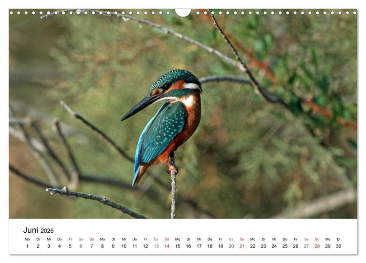 Produktbild: Heimische Tierwelt (Wandkalender 2026 DIN A3 quer), CALVENDO Monatskalender