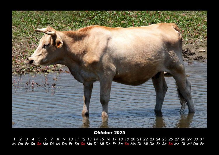 Produktbild: Kuhkalender 2025 Fotokalender DIN A3