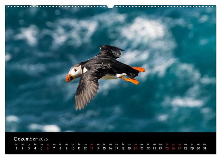 Produktbild: Die Papageientaucher von Mykines (Wandkalender 2026 DIN A2 quer), CALVENDO Monatskalender