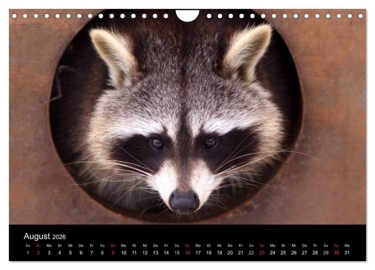 Produktbild: Waschb&auml;ren (Wandkalender 2026 DIN A4 quer), CALVENDO Monatskalender