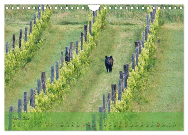 Produktbild: Wilde Toskana - von Ren&eacute; Schaack (Wandkalender 2026 DIN A4 quer), CALVENDO Monatskalender