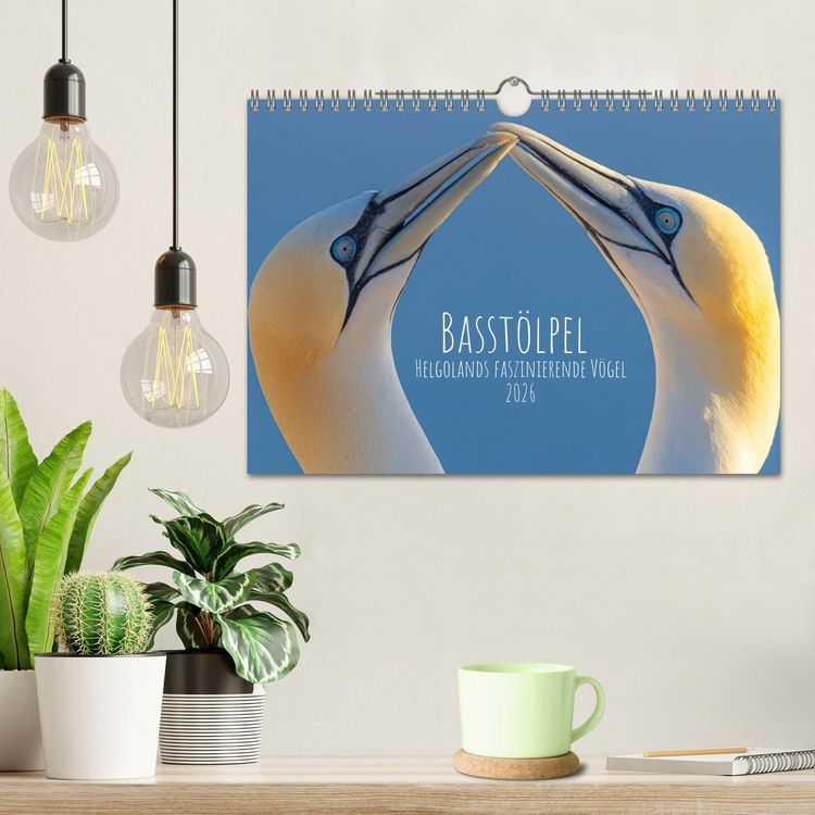Produktbild: Basst&ouml;lpel - Helgolands faszinierende V&ouml;gel (Wandkalender 2026 DIN A4 quer), CALVENDO Monatskalender