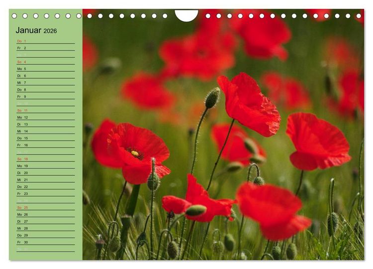 Produktbild: Mohnblumen Tr&auml;ume (Wandkalender 2026 DIN A4 quer), CALVENDO Monatskalender
