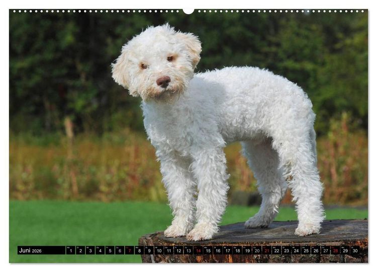 Produktbild: Lagotto Romagnolo - Italienischer Tr&uuml;ffelhund (Wandkalender 2026 DIN A2 quer), CALVENDO Monatskalender