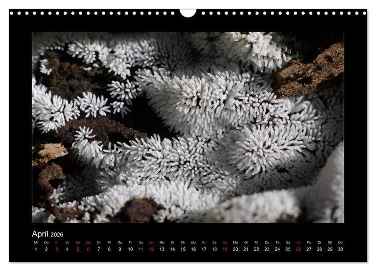 Produktbild: Pilze (Wandkalender 2026 DIN A3 quer), CALVENDO Monatskalender