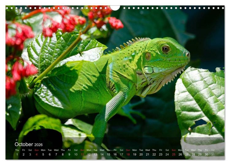 Produktbild: Reptiles Colorful beauties (Wall Calendar 2026 DIN A3 landscape), CALVENDO 12 Month Wall Calendar