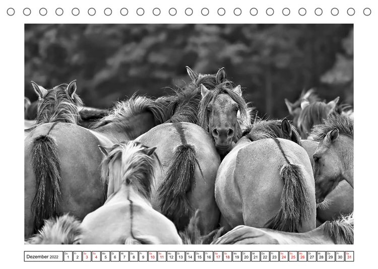 Produktbild: D&uuml;lmener Wildpferde im M&uuml;nsterland in schwarz und wei&szlig; (Tischkalender 2022 DIN A5 quer)