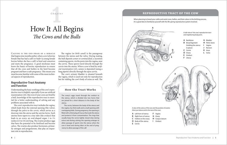 Produktbild: Essential Guide to Calving