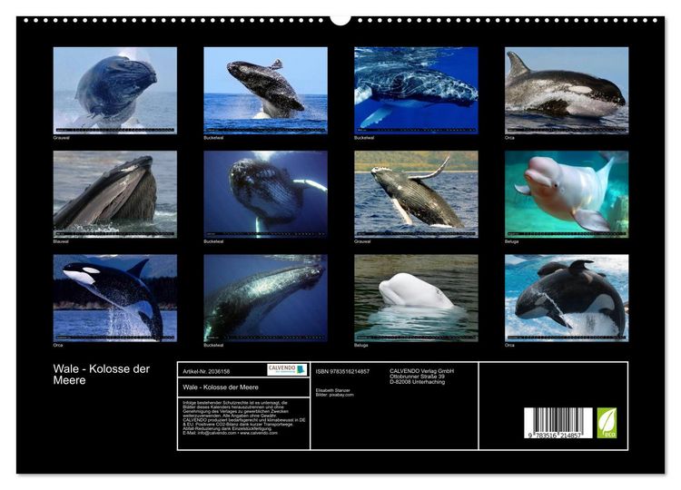 Produktbild: Wale - Kolosse der Meere (hochwertiger Premium Wandkalender 2026 DIN A2 quer), Kunstdruck in Hochglanz