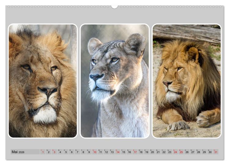 Produktbild: Raubkatzen - gro&szlig; & klein (Wandkalender 2026 DIN A2 quer), CALVENDO Monatskalender