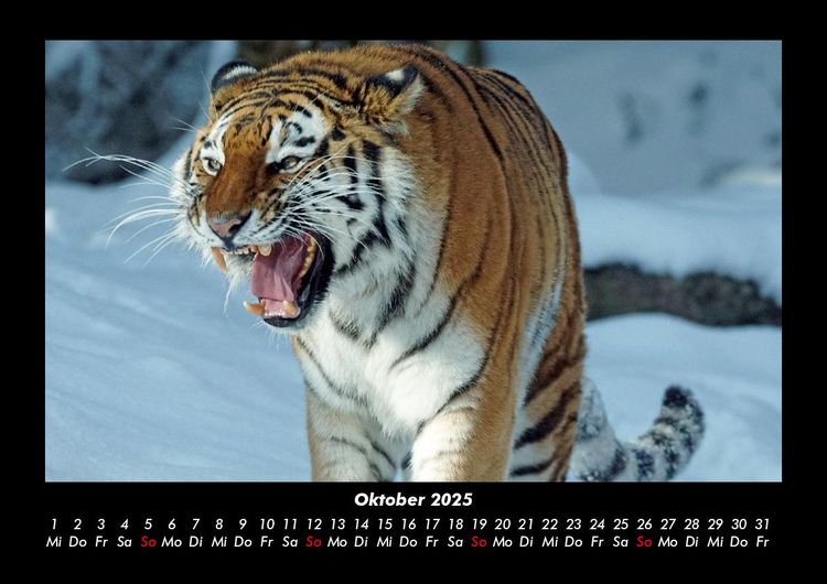 Produktbild: Tiger 2025 Fotokalender DIN A3