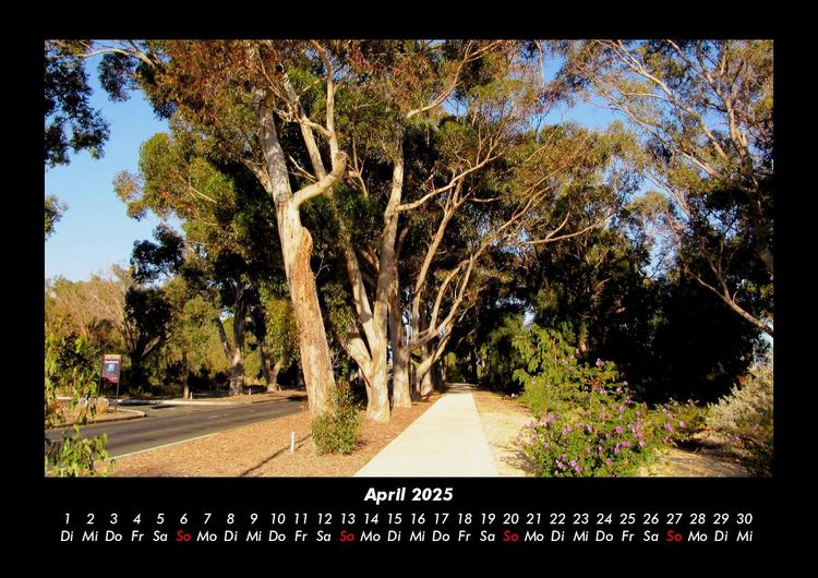 Produktbild: Pflanzen und Bl&uuml;ten 2025 Fotokalender DIN A3