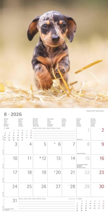 Produktbild: Welpen 2026 - Broschürenkalender 30x30 cm (30x60 geöffnet) - Kalender mit Platz für Notizen - Puppies - Hundekalender - Bildkalender - Wandkalender