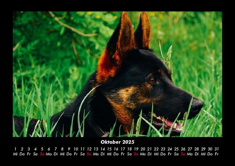 Produktbild: Der Hundekalender 2025 Fotokalender DIN A3